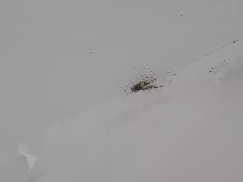 Клопы обнаружены! И где?